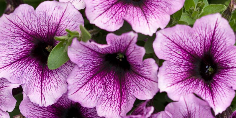 Photo courtesy Canada Blooms Canada Blooms will recognize the Supertunia® Bordeaux™ as the 2018 Annual of the Year