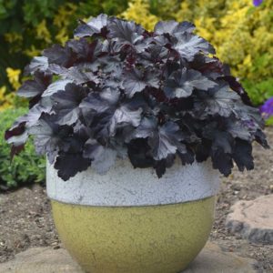 Photo courtesy Canada Blooms The 2018 Perennial of the Year is the Primo ‘Black Pearl’