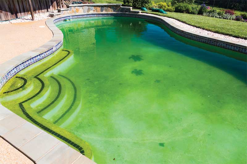 Photo ©Johnny Habell/Dreamstime.com Should algae bloom in a saltwater pool, it can be treated just as it would be in a traditional chlorine pool. If the water is swampy green, a floc product can speed up the clearing process.