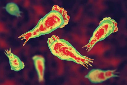Typical chlorine levels in pools can help to inactivate Naegleria fowleri—commonly known as the brain-eating amoeba.