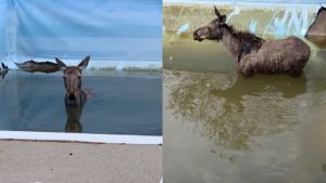 Photo courtesy @JesseOshell/Twitter A young moose who ended up in the backyard pool at a residence in the Greater Sudbury, Ont.-area was successfully rescued and released back into the wild.