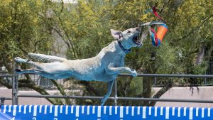 Photo (c) BigStockPhoto.com Pooch Pools School has opened on Vancouver Island, the first sanctioned ‘dock diving’ facility in the area.
