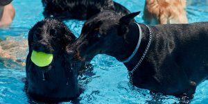 Photo © BigStockPhoto.com The City of Regina will once again welcome canines during the annual Dog Swim at Regent Pool on September 19.