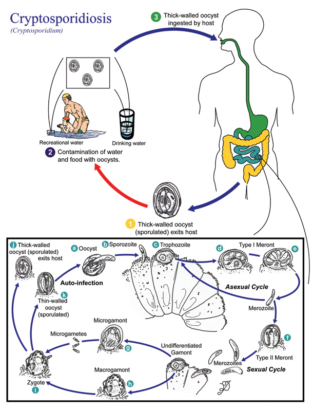 Infographic depicting the life cycle of Cryptosporidium, illustrating infection routes, water contamination, and sexual/asexual cycles.