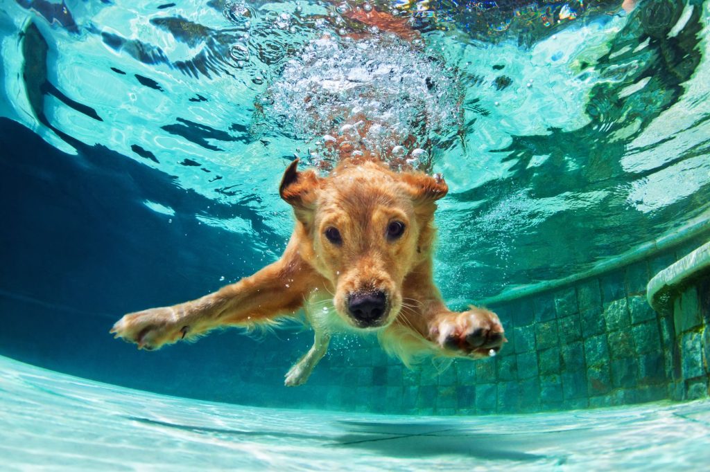 Golden-brown dog swimming underwater toward the camera, with bubbles rising above its head.